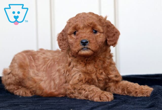 Goldie Goldendoodle2 image