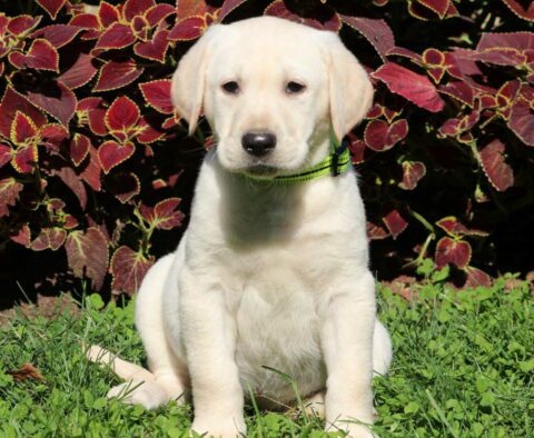 Goldie Lab