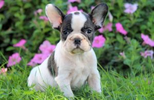 french bulldog puppies for sale