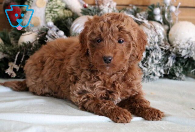 Gordo Mini Goldendoodle image