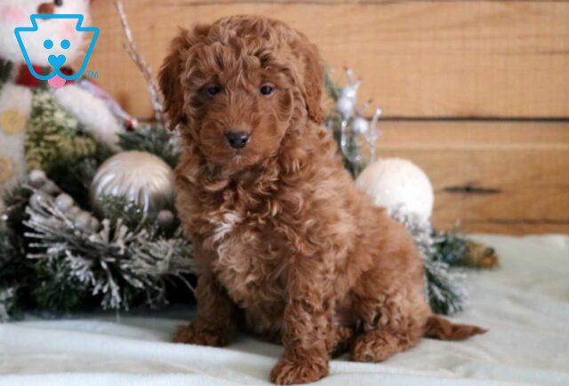 Gordo Mini Goldendoodle2 image