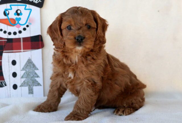 Gordy Cockapoo image