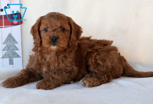 Gordy Cockapoo2 image
