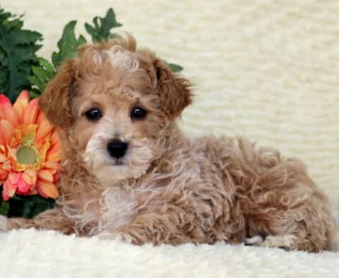 Gracie Toy Poodle2