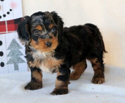 Graham Cockapoo