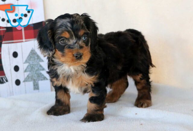 Graham Cockapoo image