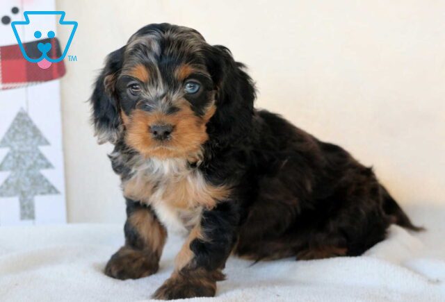 Graham Cockapoo2 image