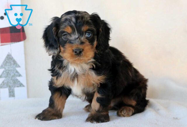 Graham Cockapoo3 image