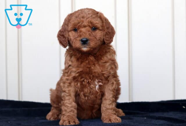 Graham Goldendoodle image