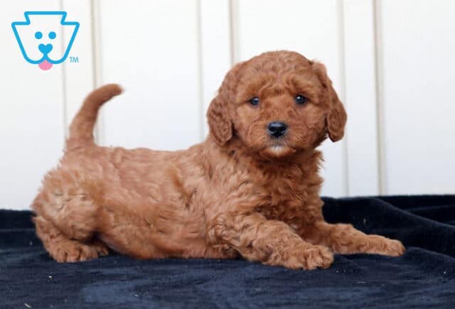 Graham Goldendoodle2 image