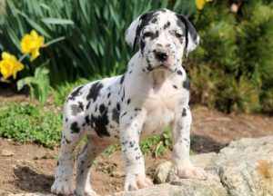 Great Dane puppies for sale
