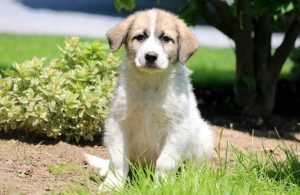 Great Pyrenees Mix