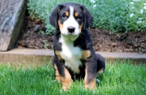 greater swiss mountain dog puppies for sale