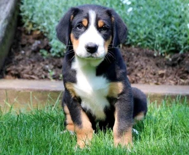 greater swiss mountain dog puppies for sale