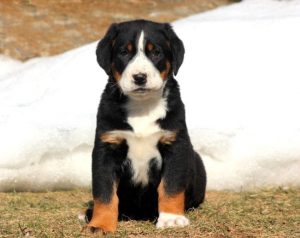 Greater Swiss Mountain Dog Mix