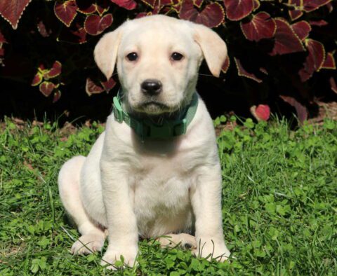 Gretta Lab