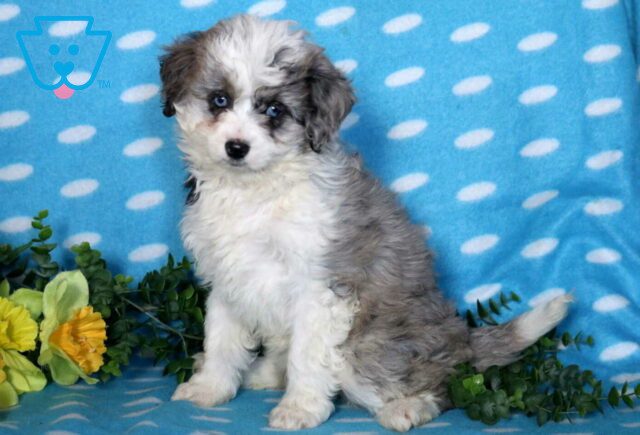 Gumdrop Australian Shepherd Mix