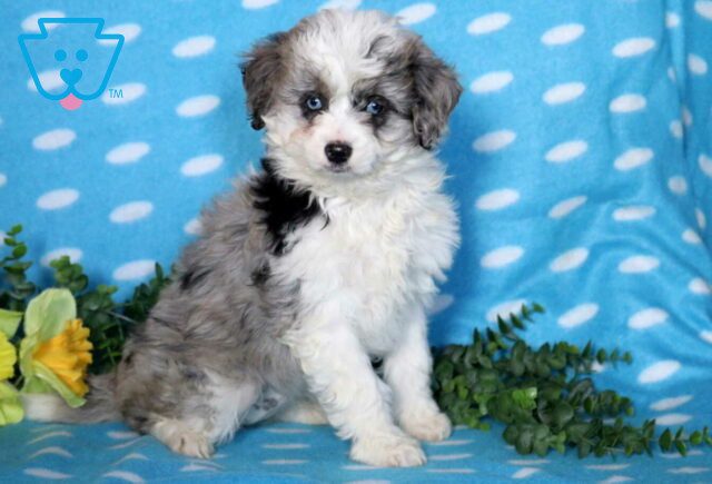 Gumdrop Australian Shepherd Mix2