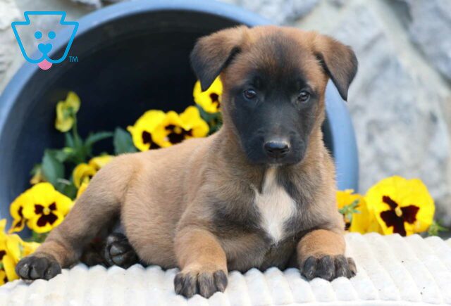 Gunner Belgian Malinois