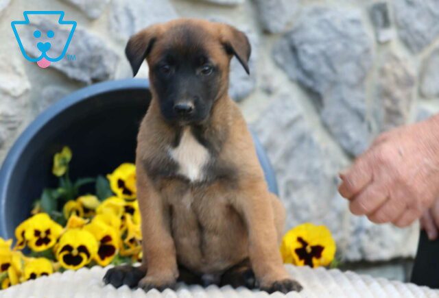 Gunner Belgian Malinois2