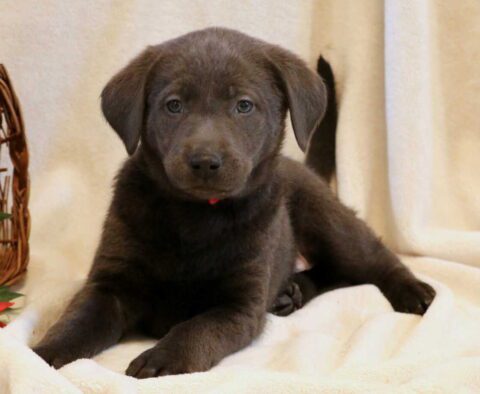 Gunner Charcoal Lab2