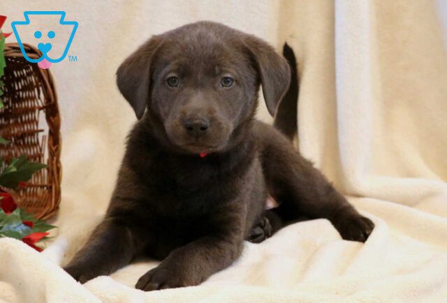 Gunner Charcoal Lab2 image
