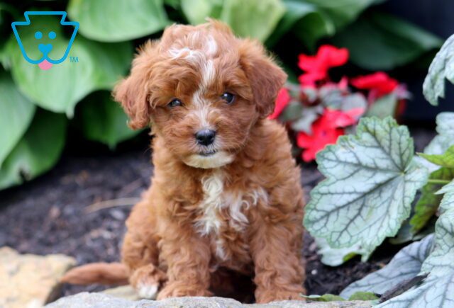 Gypsy Cavapoo 1-001