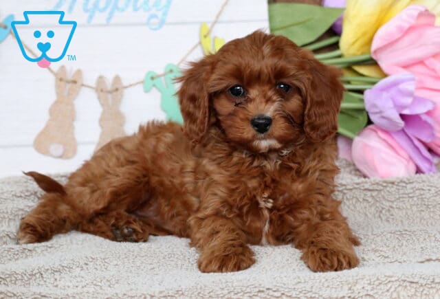 Halo Cavapoo image