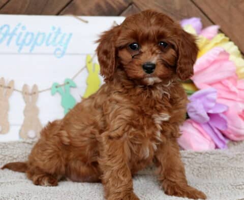 Halo Cavapoo2