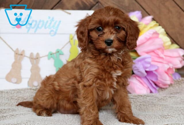 Halo Cavapoo2 image