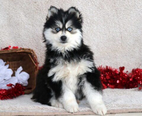 Hampton Pomsky2