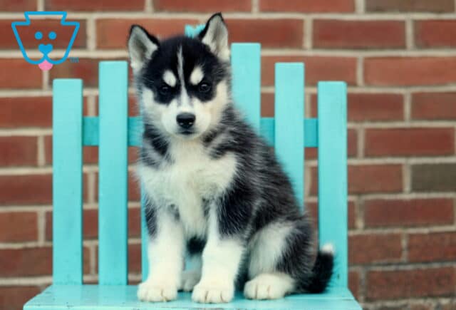 Handsome Husky image