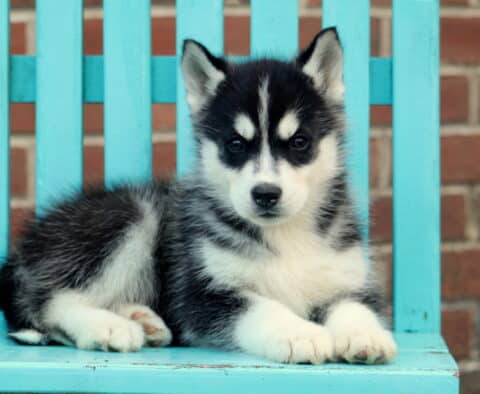 Handsome Husky2
