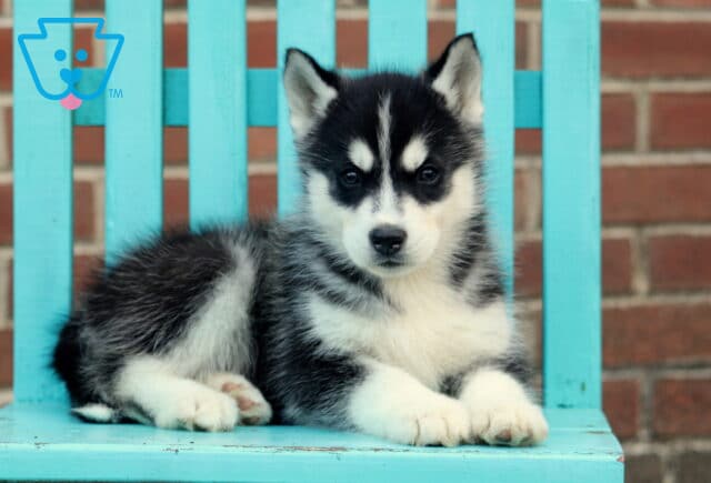 Handsome Husky2 image