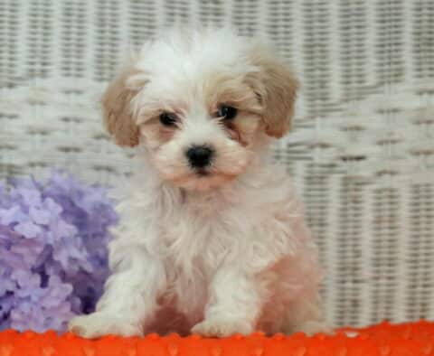 Hank Shihpoo