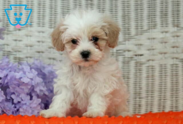 Hank Shihpoo image