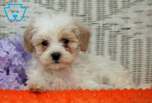 Hank Shihpoo2 image