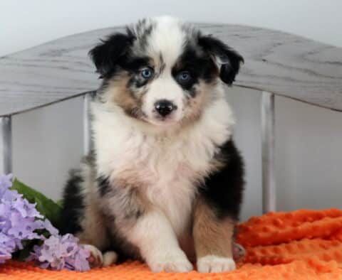 Happy Australian Shepherd2