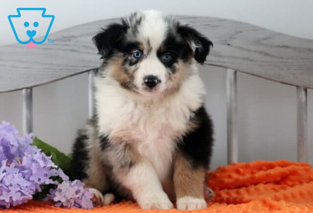 Happy Australian Shepherd2 image