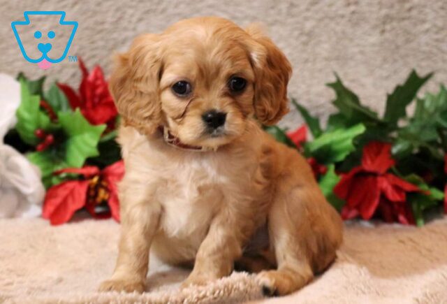 Happy CAvapoo image
