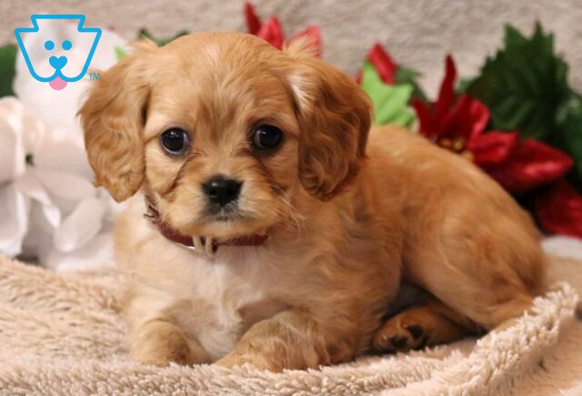 Happy CAvapoo2 image