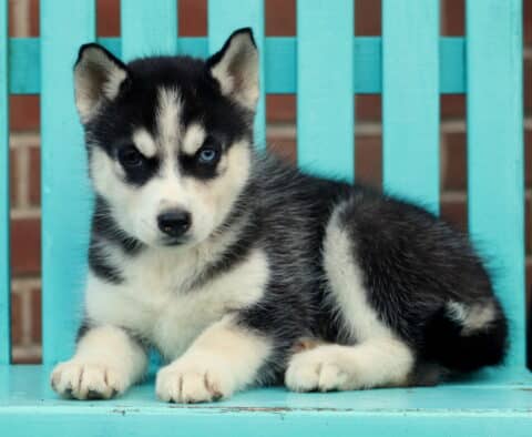Happy Husky2