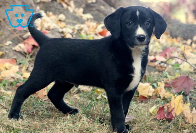 Happy Lab Mix image
