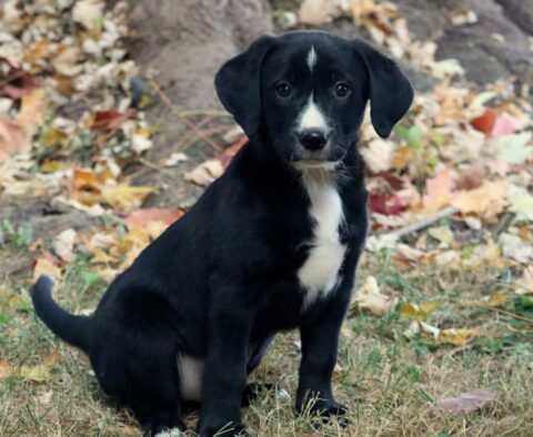 Happy Lab Mix2