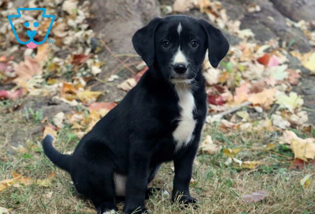Happy Lab Mix2 image