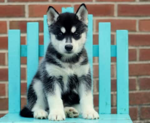 Hardy Husky2