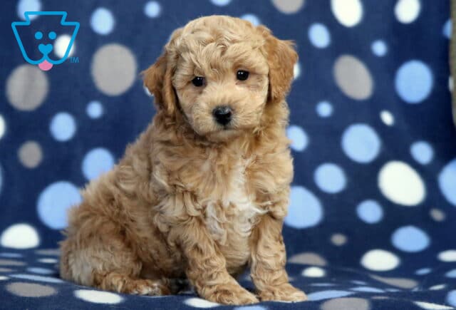 Harley Bichpoo image