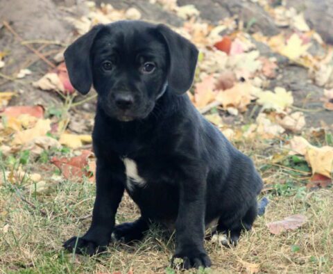 Harley Lab Mix