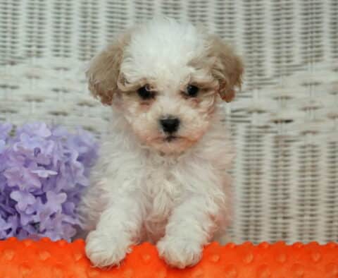 Harley Shihpoo