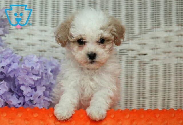 Harley Shihpoo image